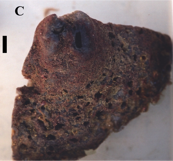 Asteropus arenosus Asteropus arenosus