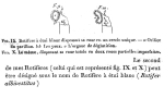 Rotifer albivestitus