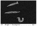 Rotifer brachyurus - Original description image
