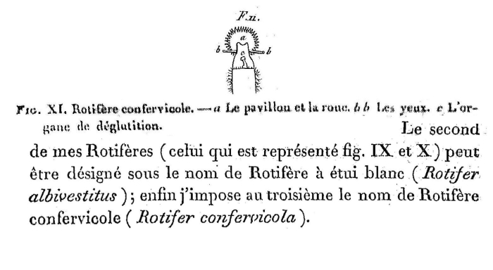 Rotifer confervicola - Original description image