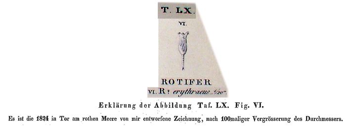 Rotifer erythraeus Rotifer erythraeus