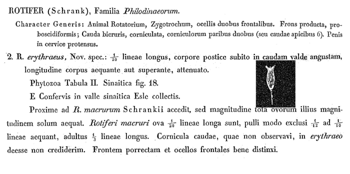 Rotifer erythraeus - Original description image