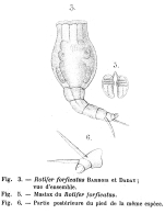 Rotifer forficatus