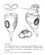 Rotifer inflatus