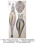 Rotifer inflatus