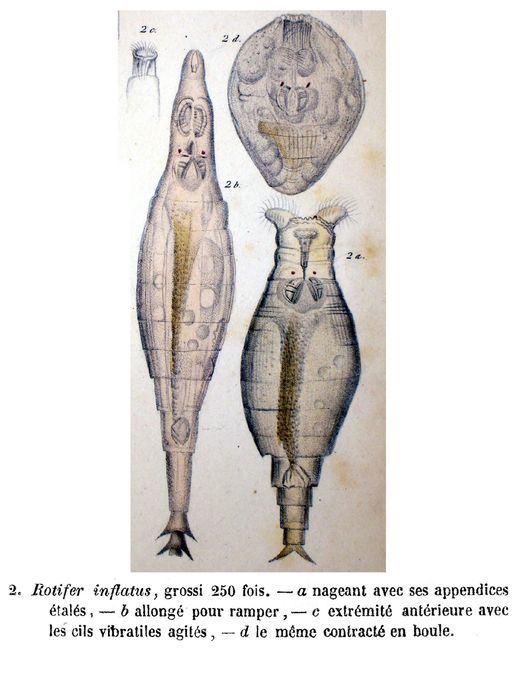 Rotifer inflatus Rotifer inflatus