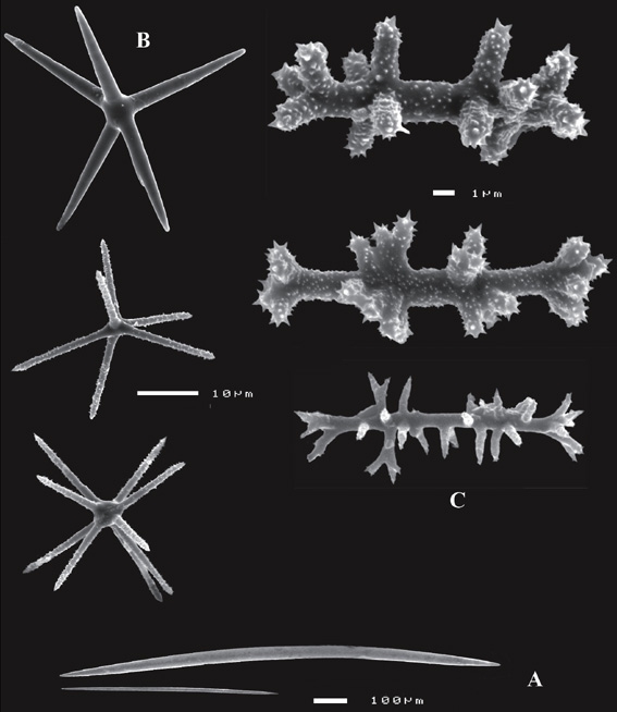 Asteropus arenosus Asteropus arenosus