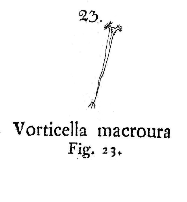 Rotifer macrourus - Original description image