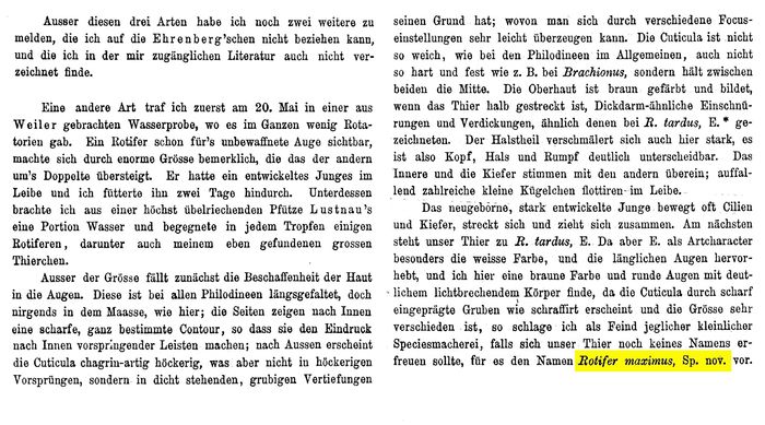 Rotifer maximus - Original description image