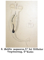 Rotifer megaceros - Original description image