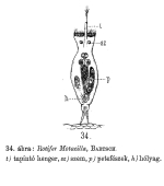 Rotifer motacilla