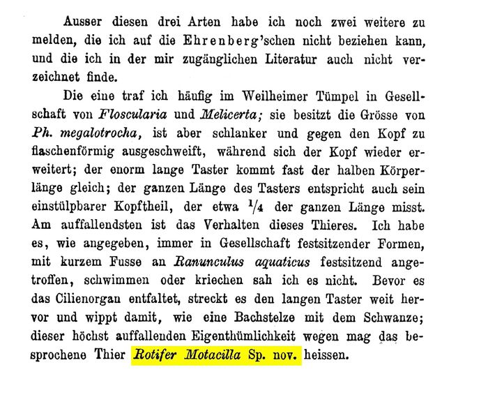 Rotifer motacilla - Original description image