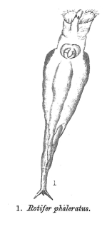 Rotifer phaleratus - Original description image