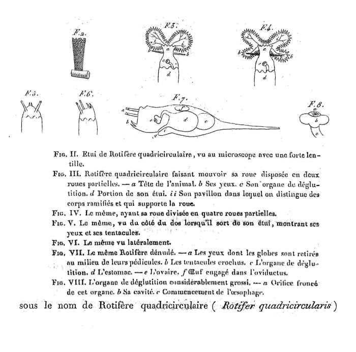 Rotifer quadricircularis - Original description image