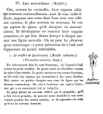 Rotifer redivivus - Original description image