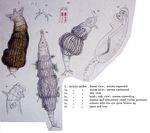 Rotifer tardus