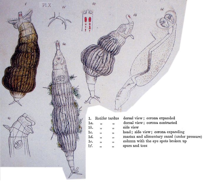Rotifer tardus Rotifer tardus