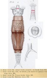 Rotifer tardus