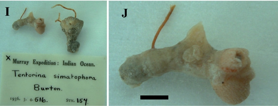 Tentorina sigmatophora Tentorina sigmatophora
