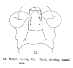 Rotifer tardus