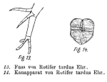 Rotifer tardus