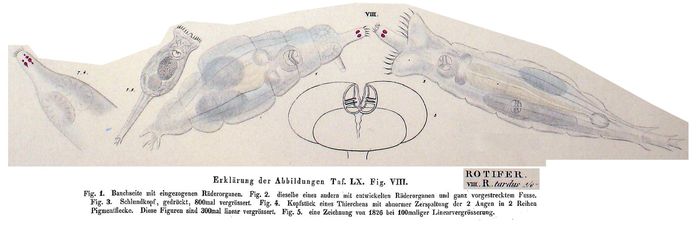 Rotifer tardus - Original description image