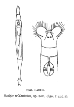 Rotifer tridentatus - Original description image