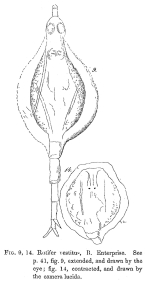Rotifer vestitus - Original description image