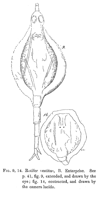 Rotifer vestitus - Original description image