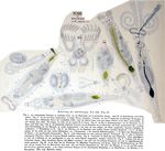 Rotifer vulgaris
