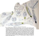 Rotifer vulgaris