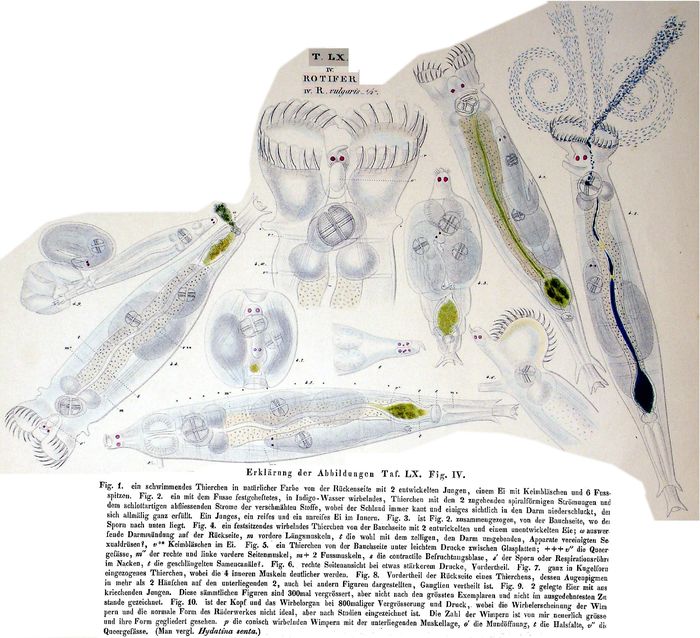 Rotifer vulgaris Rotifer vulgaris