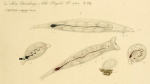 Rotifer vulgaris