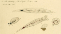 Rotifer vulgaris