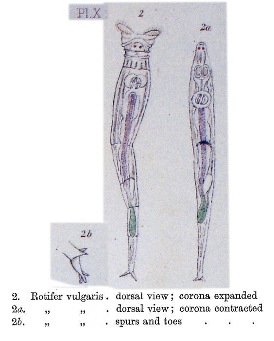 Rotifer vulgaris Rotifer vulgaris