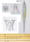 Rotifer vulgaris