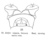 Rotifer vulgaris