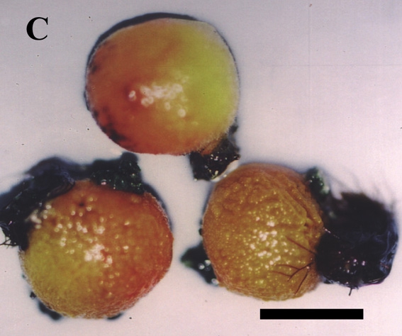 Tethya omanensis Tethya omanensis