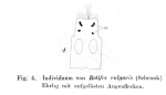 Rotifer vulgaris