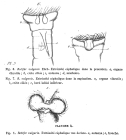 Rotifer vulgaris
