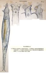 Rotifer vulgaris