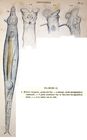 Rotifer vulgaris