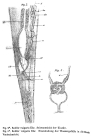 Rotifer vulgaris