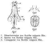 Rotifer vulgaris