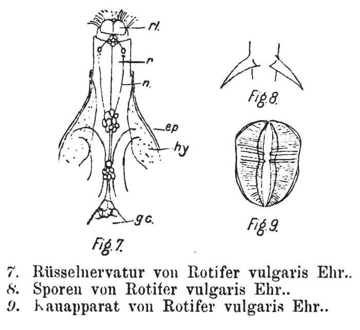 Rotifer vulgaris Rotifer vulgaris
