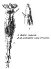 Rotifer vulgaris