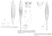 Rotifer vulgaris