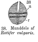 Rotifer vulgaris