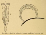 Rotifer vulgaris