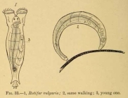 Rotifer vulgaris